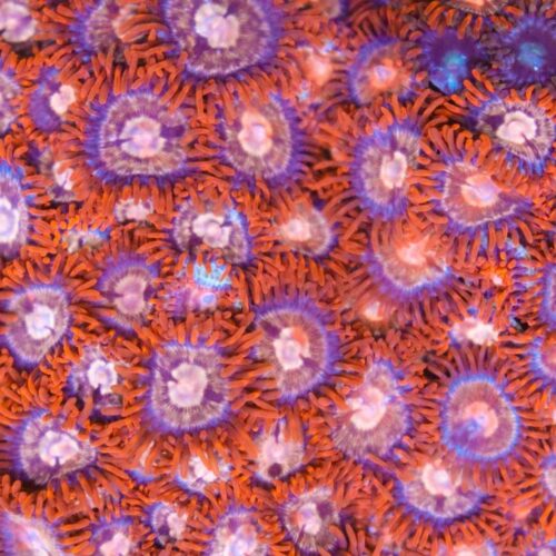 Firestorm Zoas
