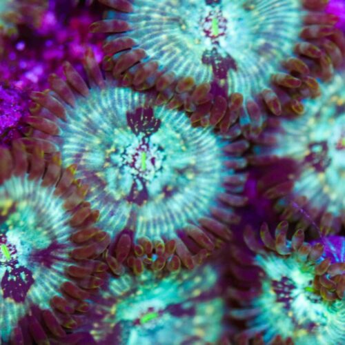 Green Magician Zoa