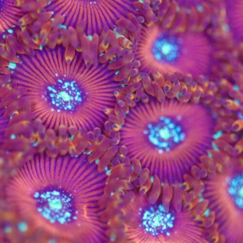 Magician Zoas