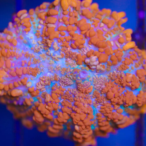 Orange Rhodactis