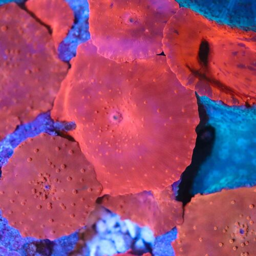 Red Discosoma Mushroom