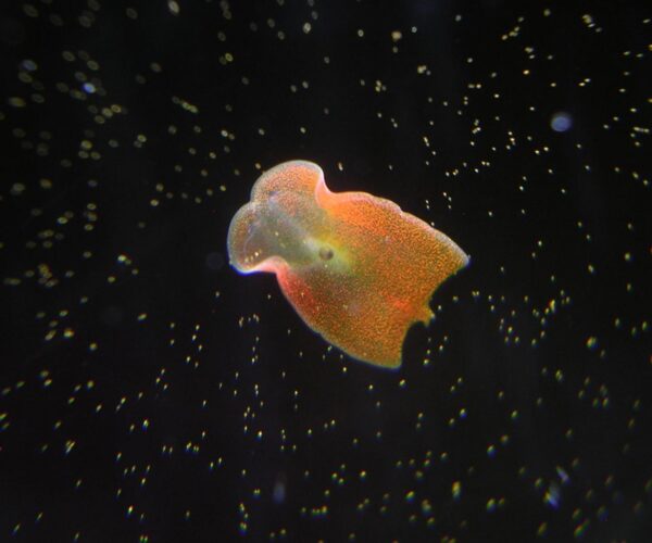 Aquarium Flatworm