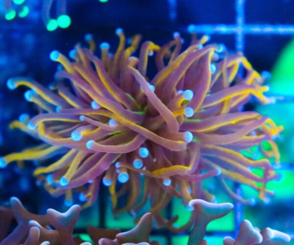 Aussie Gold Torch
