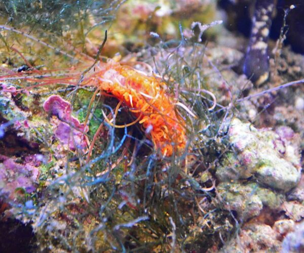 spaghetti worm