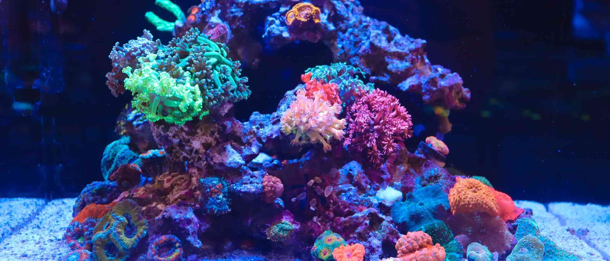 Studio 12 all in one reef tank