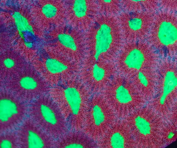 Favites Coral