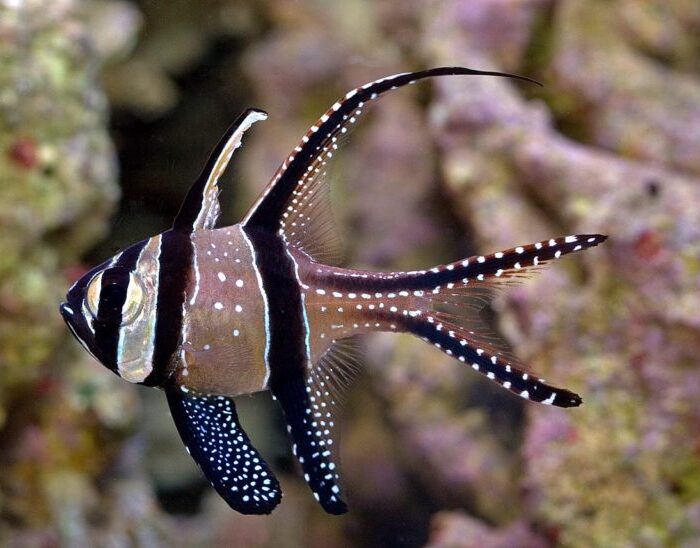 Bangaii Cardinalfish