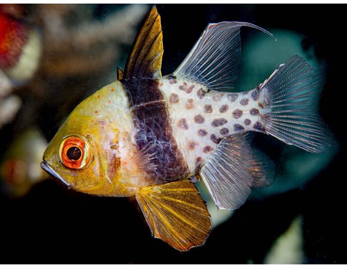 Pajama Cardinalfish