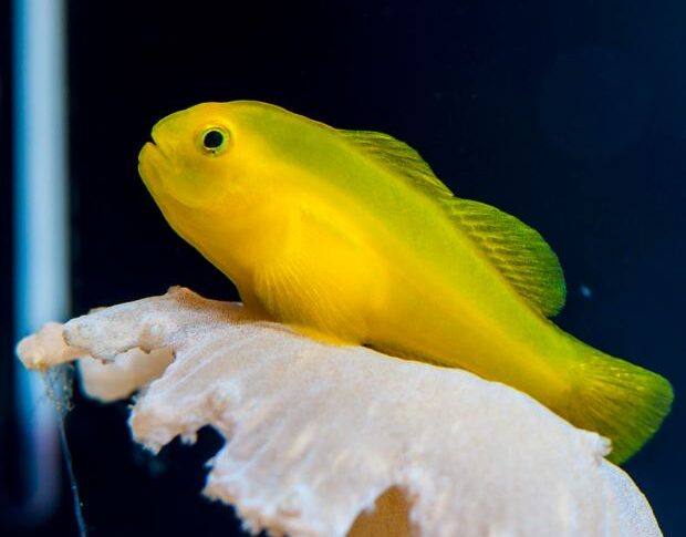 Yellow Clown Goby
