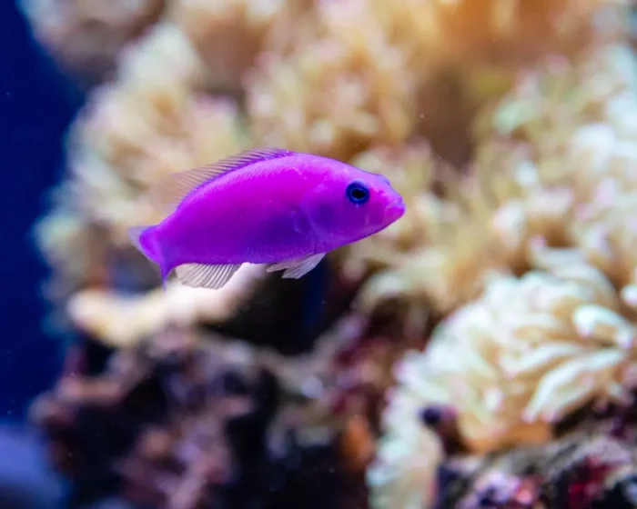 orchid dottyback