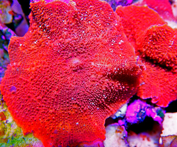 Mushroom Corals