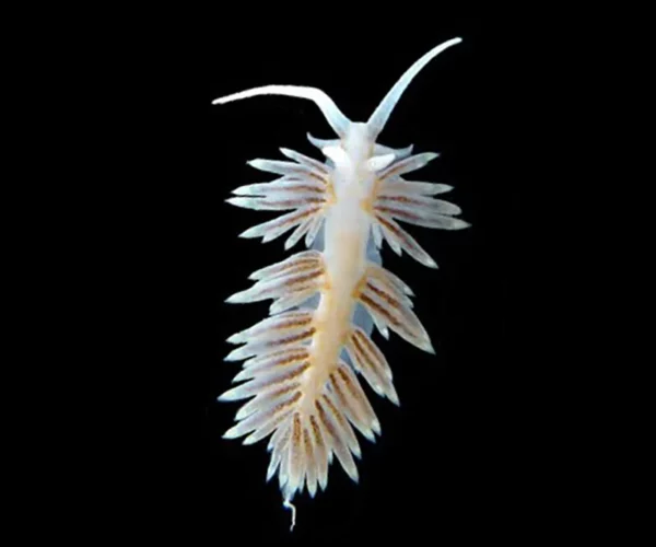 berghia nudibranch