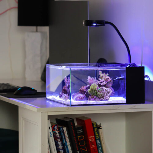 Pico Saltwater aquarium Pico Saltwater aquarium