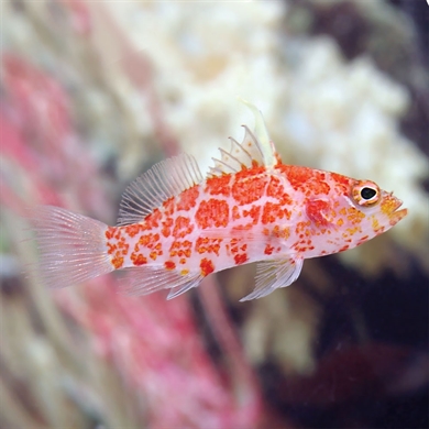 Geometric Pygmy Hawkfish