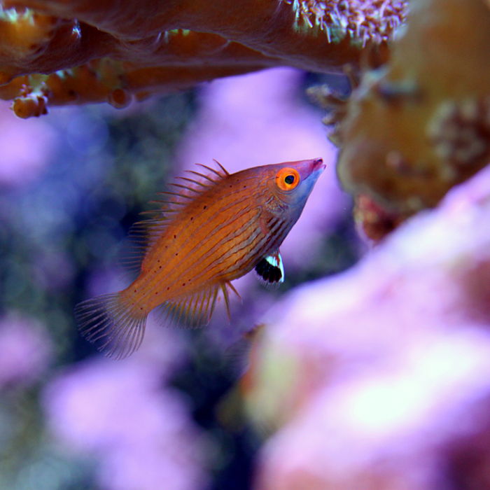 pink wrasse
